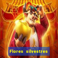 Flores silvestres brasileiras brasileiras flores silvestres nomes e imagens